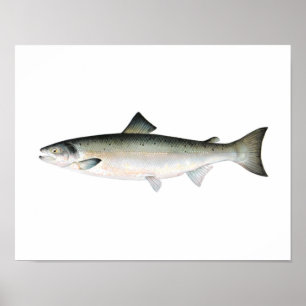Fischenplakat - atlantische Lachs-Fisch Poster