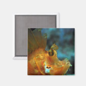 Fischer Magnet (Vorderseite/Rückseite)