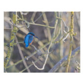 Fischer Poster (Vorderseite)