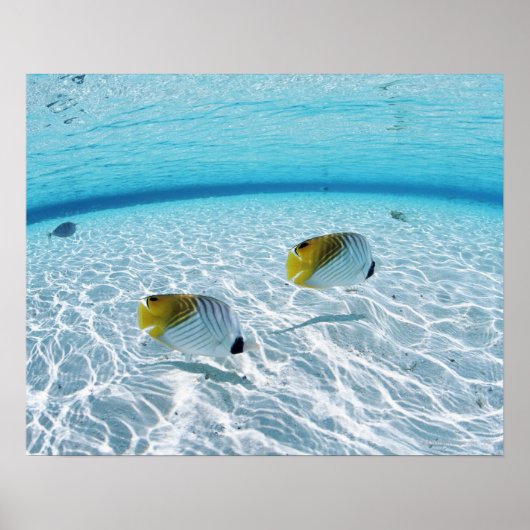 Fischerei auf See Poster (Vorne)