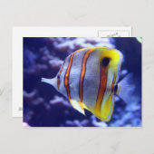 FISCHEREI DER FISCHPOSTKARTE POSTKARTE (Vorne/Hinten)