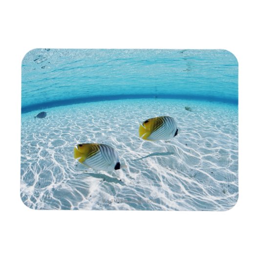 Fischerei im Meer 2 Magnet (Horizontal)