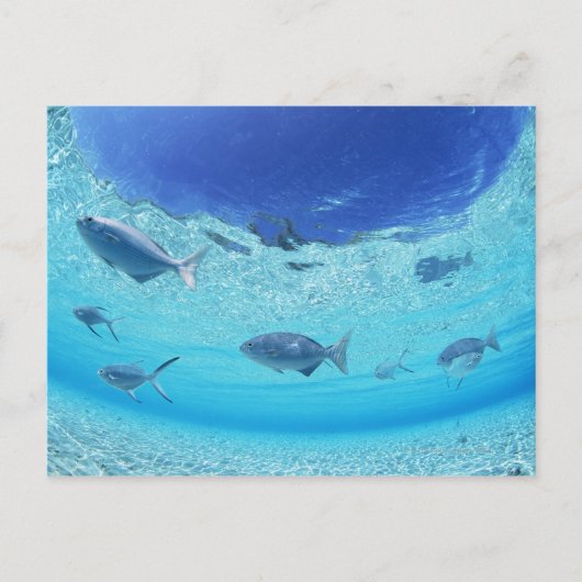Fischerei im Meer 4 Postkarte (Vorderseite)