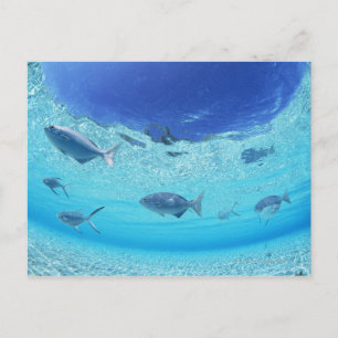Fischerei im Meer 4 Postkarte