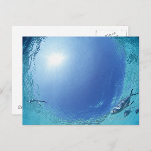 Fischerei im Meer Postkarte (Vorne/Hinten)