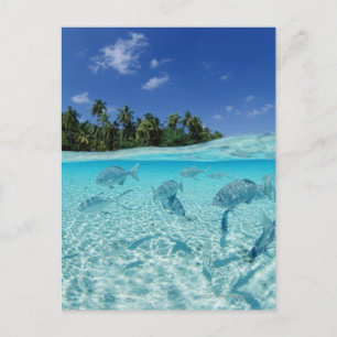 Fischerei im Meer Postkarte