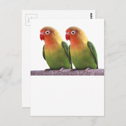 "Fischer's Lovebird" Postkarte (Vorne/Hinten)