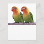 "Fischer's Lovebird" Postkarte (Vorderseite)