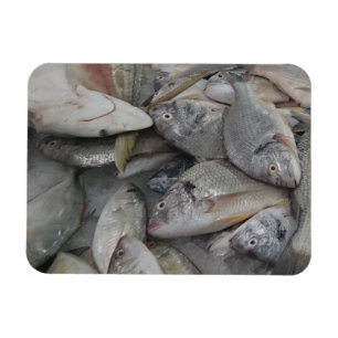 Fisches 3"x4"-Magnet Magnet