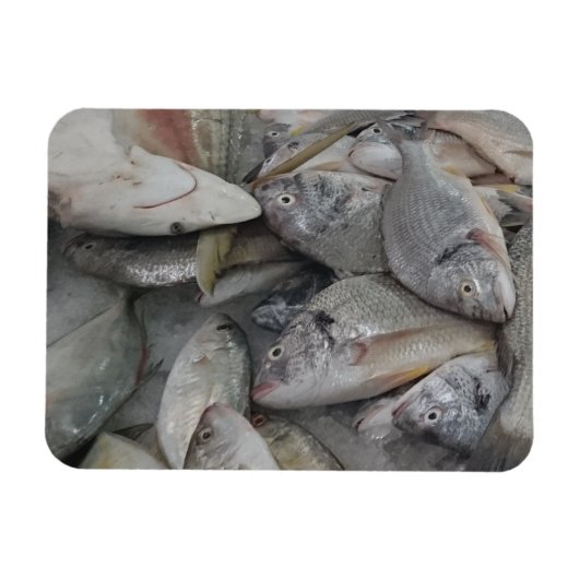 Fisches 3"x4"-Magnet Magnet (Horizontal)