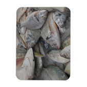 Fisches 3"x4"-Magnet Magnet (Vertikal)