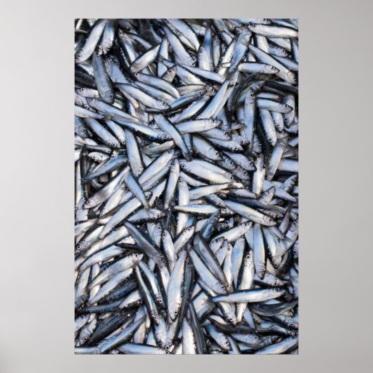 Fischfang Poster (Vorne)