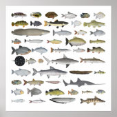 Fischgruppe Amazon River Basin Poster (Vorne)
