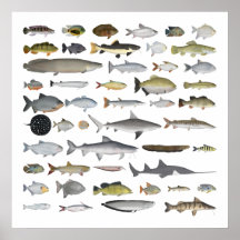 Fischgruppe Amazon River Basin