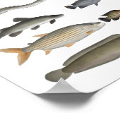 Fischgruppe Nile River Basin Poster (Ecke)