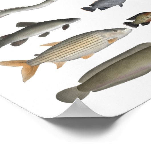 Fischgruppe Nile River Basin Poster (Ecke)