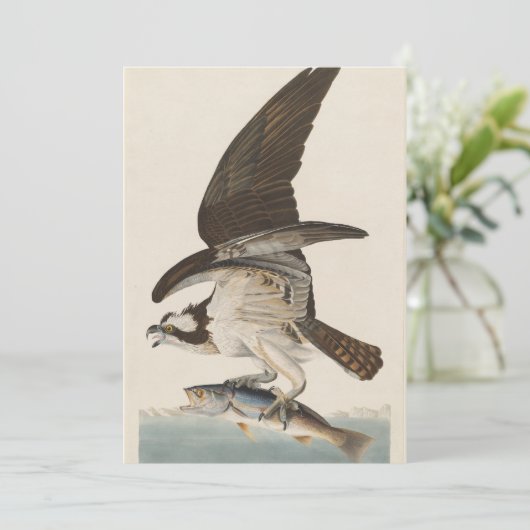 Fischhawk Osprey Natur Einladung (Stehend Vorderseite)