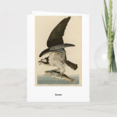 Fischhawk, Osprey, von Audubons Vögeln von Amerika Karte (Rückseite)