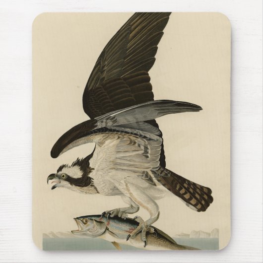 Fischhawk, Osprey, von Audubons Vögeln von Amerika Mousepad (Vorne)