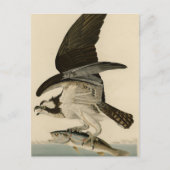 Fischhawk, Osprey, von Audubons Vögeln von Amerika Postkarte (Vorderseite)