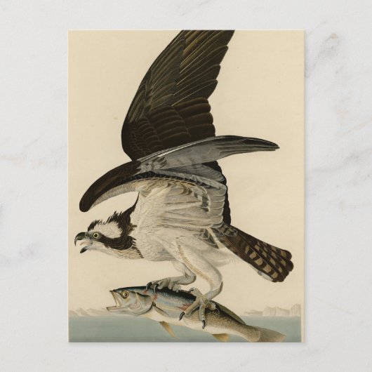 Fischhawk, Osprey, von Audubons Vögeln von Amerika Postkarte (Vorderseite)
