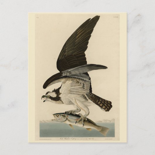 Fischhawk, Osprey, von Audubons Vögeln von Amerika Postkarte (Vorderseite)
