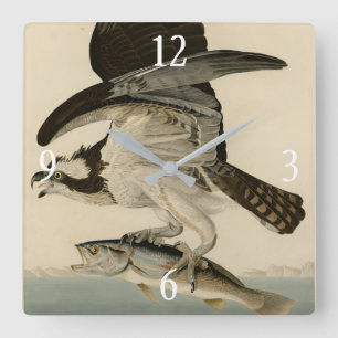 Fischhawk, Osprey, von Audubons Vögeln von Amerika Quadratische Wanduhr