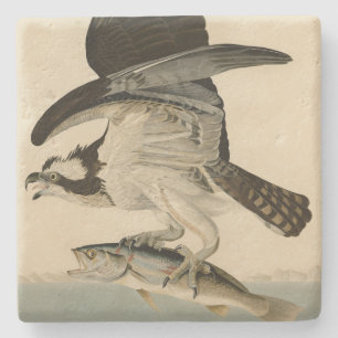 Fischhawk, Osprey, von Audubons Vögeln von Amerika Steinuntersetzer