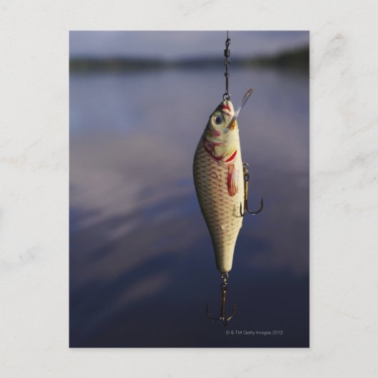 Fischkeule vor Wasser Postkarte (Vorderseite)