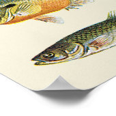 Fischkolonnen Poster (Ecke)
