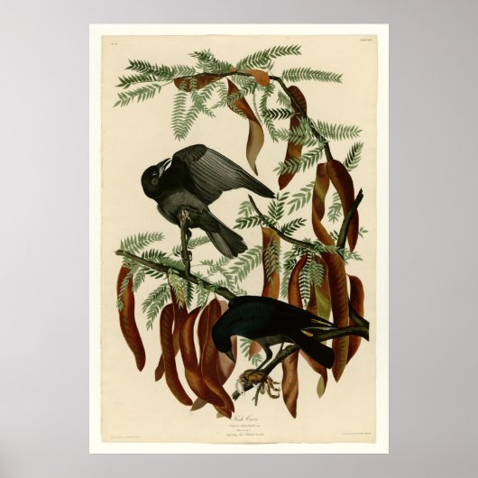 Fischkruge Poster (Vorne)