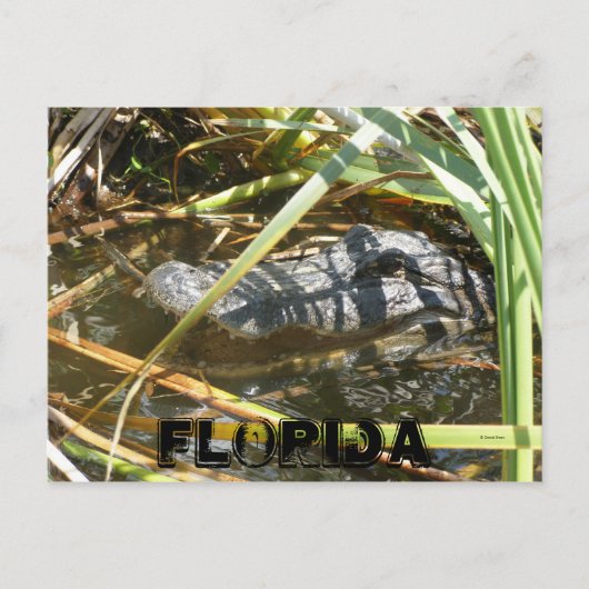 Fischlager, Florida Postkarte (Vorderseite)