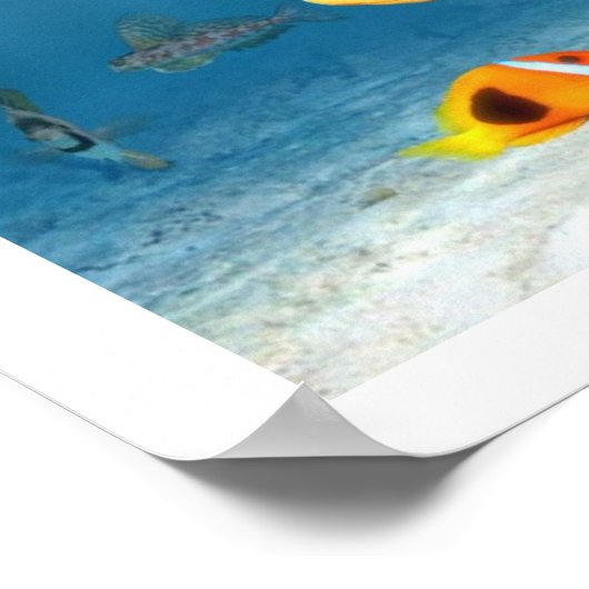 Fischmeere Poster (Ecke)