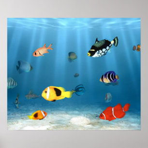Fischmeere Poster