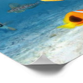 Fischmeere Poster (Ecke)