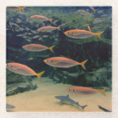 Fischmuschel Glasuntersetzer (Vorderseite)