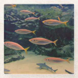 Fischmuschel Glasuntersetzer