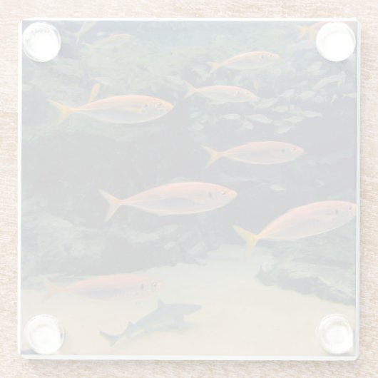 Fischmuschel Glasuntersetzer (Rückseite)