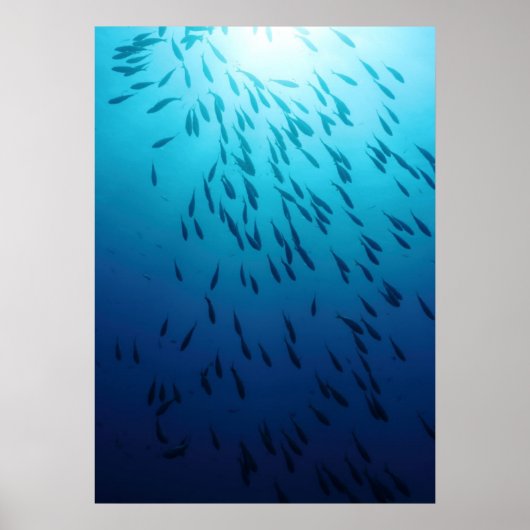Fischmuschel Poster (Vorne)