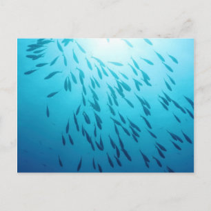 Fischmuschel Postkarte