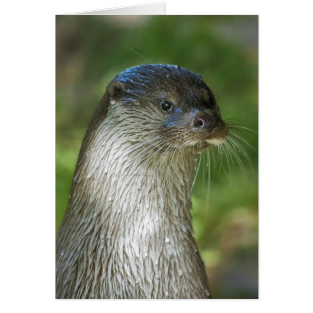 Fischotter (Vorne)