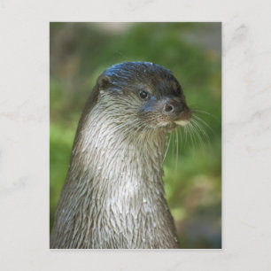 Fischotter Postkarte