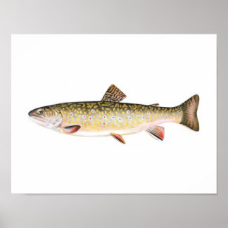 Fischplakat - Bachforelle Weibliche Fische Poster