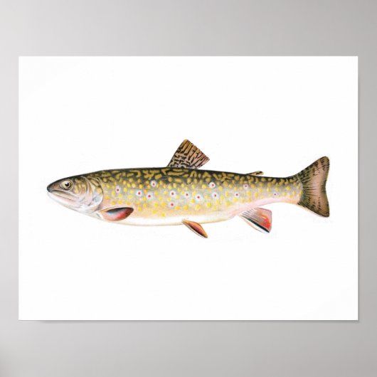 Fischplakat - Bachforelle Weibliche Fische Poster (Vorne)