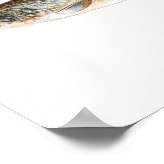 Fischplakat - Forellensee Poster (Ecke)