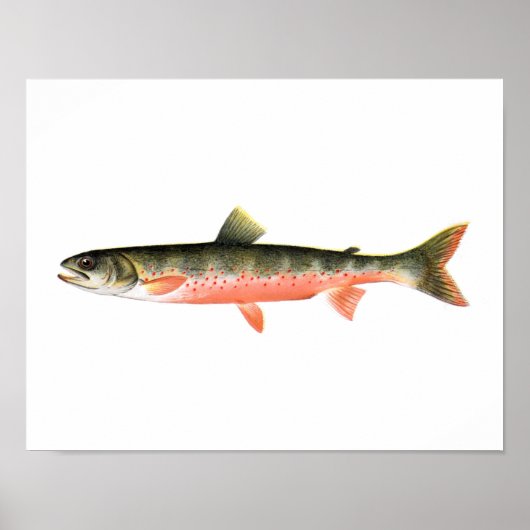 Fischplakat - kanadische Rote Forelle Female Fish Poster (Vorne)