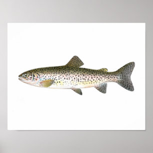 Fischplakat - Lachsforellen Fisch Poster
