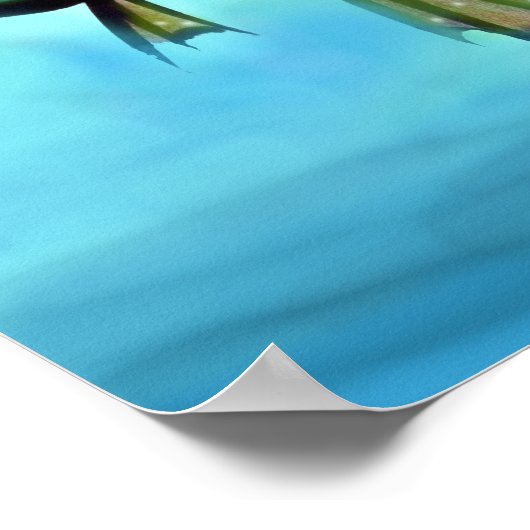 Fischplakat Poster (Ecke)