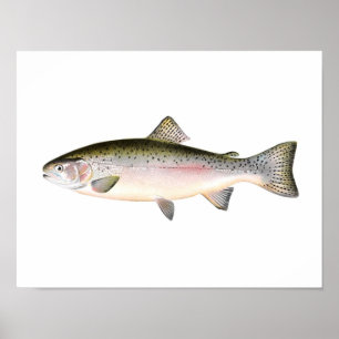 Fischplakat - Regenbogenforelle Fische Poster