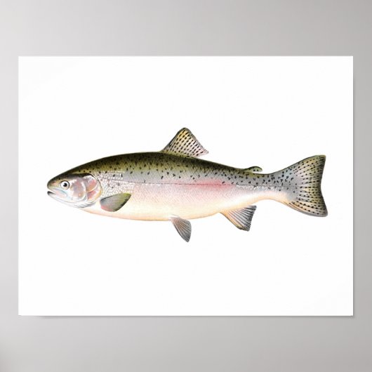 Fischplakat - Regenbogenforelle Fische Poster (Vorne)
